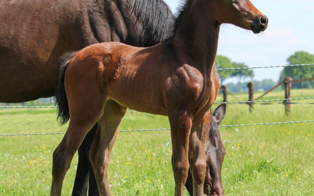 Vorieta (Pjethro-Vivaldi); breeder: Lischinka Klaassen