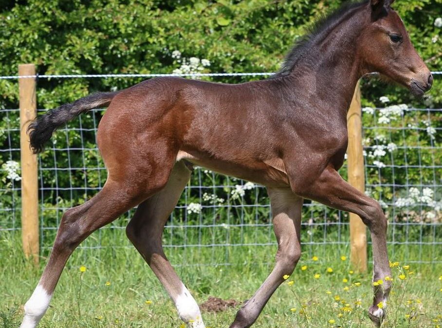 Patsy (Pjethro-High Five US); breeder: David Rumsey