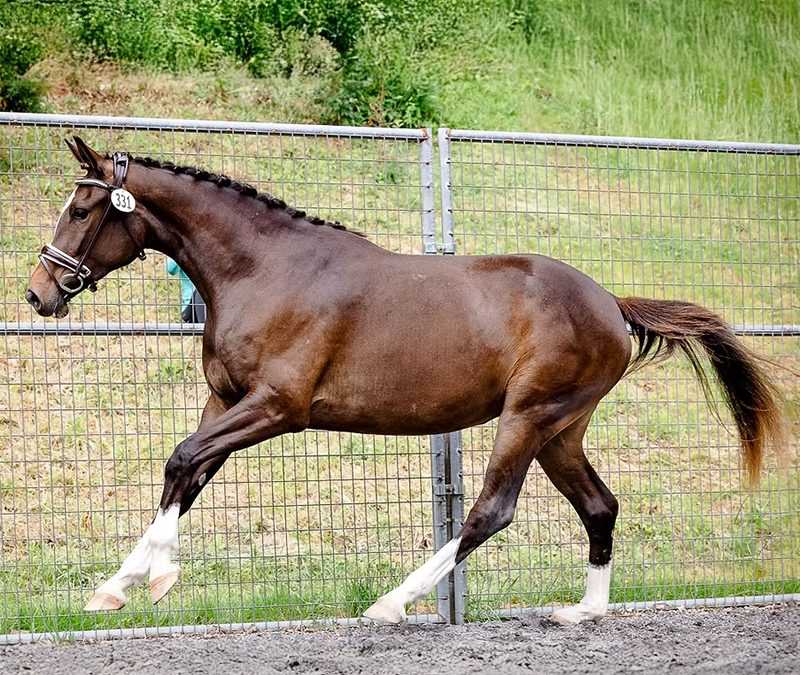 Royal Madeleine CG (Royal Tourmalet SPF-Ferro)
