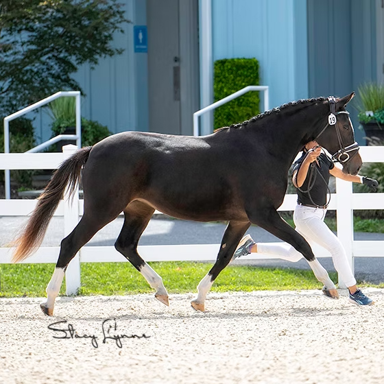 Royal Madeleine CG (Royal Tourmalet SPF-Ferro)
