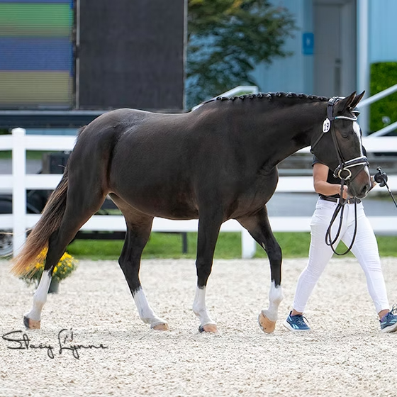 Royal Madeleine CG (Royal Tourmalet SPF-Ferro)