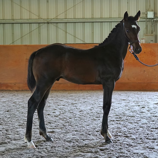 Royal Gift LF (Royal Tourmalet SPF-Furst Nymphenburg)