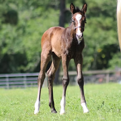 Royal Brilliance (Royal Tourmalet SPF-Landwerder)