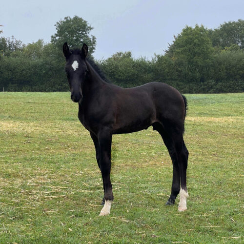 Combeshead Stroke of Luck