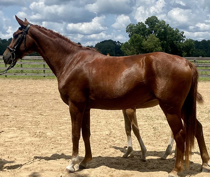 Furst Fiona ESH IN FOAL to Sternlicht