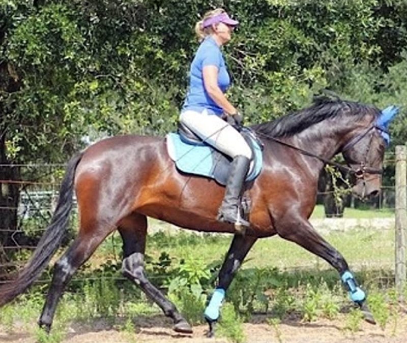 Sedona SL IN FOAL to FLAMENCO